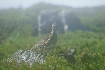 北アルプス白馬での雷鳥