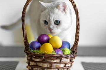 White cat looks at Easter colorful eggs. Painted eggs in a corns. British breed. Close-up.