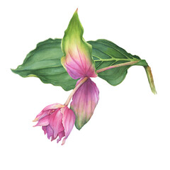 Closeup a tropical Medinilla magnifica branch with pink flower (also called chandelier tree, showy medinilla or rose grape). Watercolor hand drawn painting illustration isolated on white background.