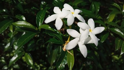 Southeast Asia Jasmine