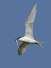 Sandwich tern (Thalasseus sandvicensis)