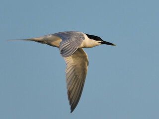 Sandwich tern (Thalasseus sandvicensis)