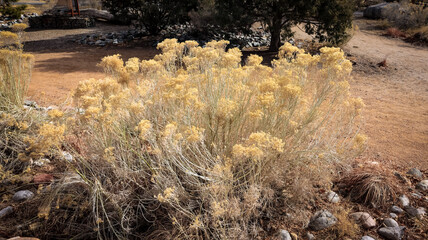 A Certain Kind of Bush