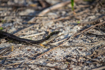 A rat snake slithers along the ground in the late afternoon.