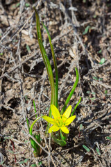 The yellow star-of-Bethlehem (lat. Gagea lutea), and a honey-bee of the family Apidae.