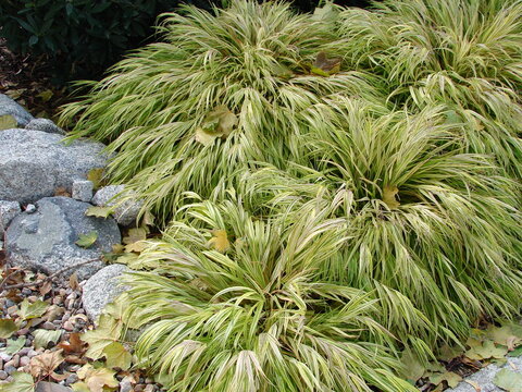 Japanese Forest Grass, Hakonechloa macra, ornamental grass, green, in a shaded landscape