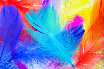 Beautiful colorful feather pattern texture background