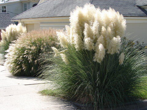 Pampas Grass, ornamental grasses, in full bloom, tall, white plumes
