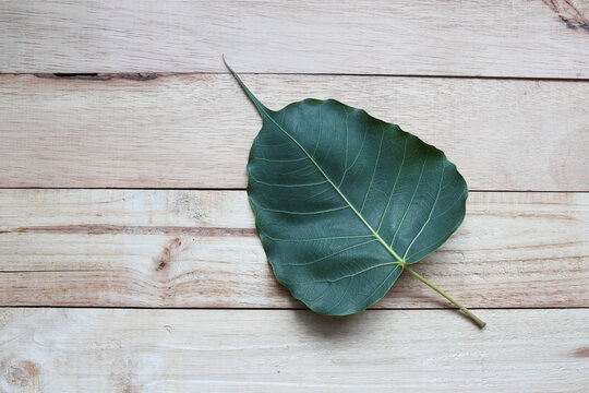 Green leaf (Drepane punctata) isolated on wooden background closeup.