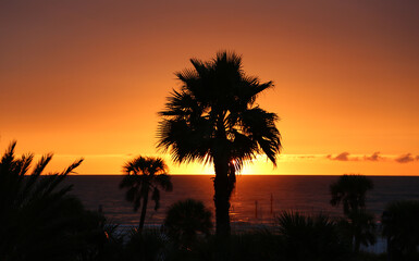 Fototapeta na wymiar Sunset behind palm tree - Florida