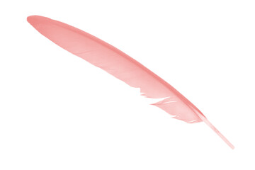 Beautiful red pink feather isolated on white background