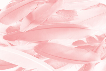 Beautiful light pink feather pattern texture background