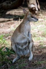 Naklejka na ściany i meble the agile wallaby is standing on its hind legs