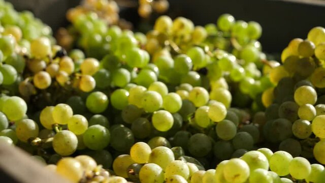 Close up of a box full of grapes at the sun in Spain. Travelling in slow motion