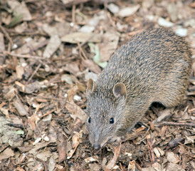 the southern brown bandicoot is a small marsupial