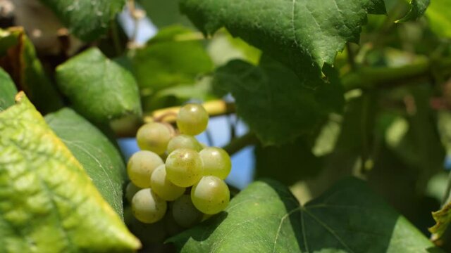 Small bunch of grapes in a vineyard in slow motion