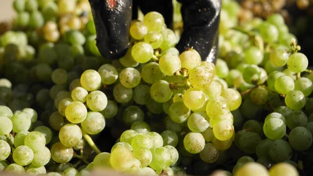 Hand place bunch of grapes in a box full of grapes in vineyard harvest. Close up in slowmotion