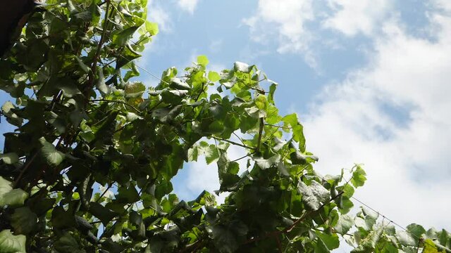 Grape leaves from below with the blue summer sky in the background