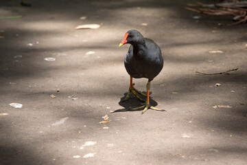the dusky moorhenis walking on a path