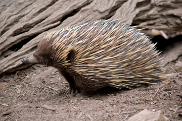 this is a side view of an echidna