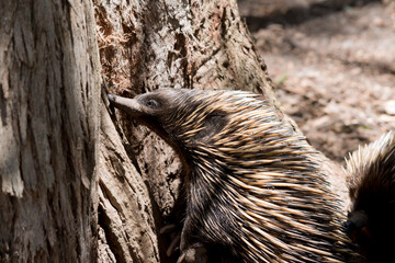 the Australian echidna is looking for ants in the tree