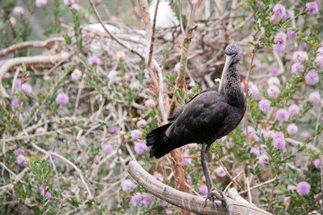 the glossy ibis is perched on a bush
