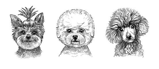 A set of three portraits of cute puppies or dogs. Black and white sketch in the style of hand-drawn graphics with a pen.