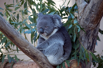 the koala is a grey and white marsupial with fluffy ears