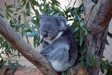 Keuken spatwand met foto the koala is a grey and white marsupial with fluffy ears © susan flashman