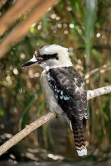 the laughing kookaburra is sitting on a branch