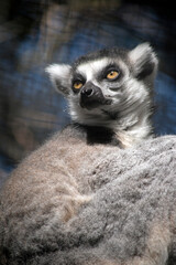this is a close up of a ring tail lemur