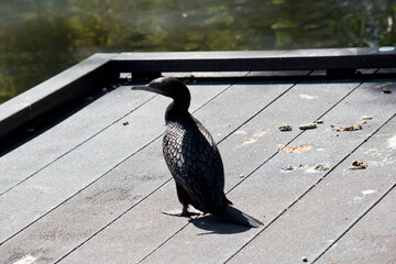 the little black cormorant is walking on a wooden pier