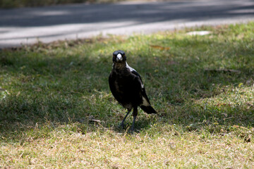 Obraz premium the magpie is a black and white bird