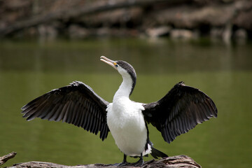 the pied cormorant is drying his wings