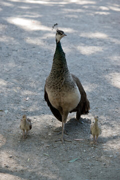 the peahen is walking her chicks around the park