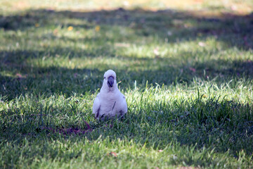 the sulphur crested cockatoo is in the grass looking for food