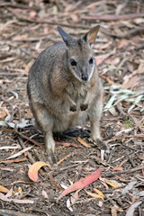 Naklejka na ściany i meble this is a tammar wallaby who is on the endangered list