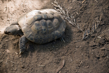 Obraz premium the tortoise is walking on dirt