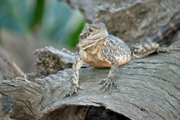 the water dragon is walking over a log