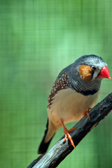 this is a close up of azebra finch