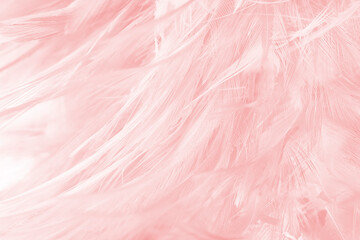 Beautiful light pink feather pattern texture background