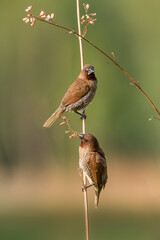 Two Scaly-Breasted Munias perching on grass stalk