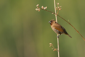 Scaly-Breasted Munia perching on grass stalk