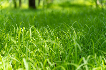 Juicy green young grass in spring or summer close-up in a meadow.