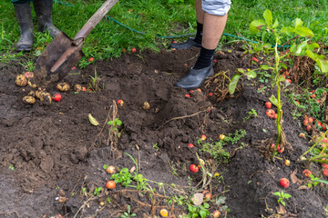 Fototapeta premium Harvesting Potatoes. Fresh Potatoes Dig From Ground With Spade.