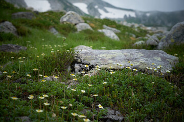 剱岳登山の風景、高山植物