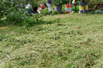 freshly cut grass at a summer cottage close-up. green natural background. people are engaged in rural cares in the background in blur