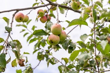 young apples ripen on the tree against the sky