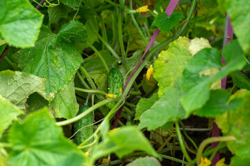 green eco cucumbers grow in the summer garden