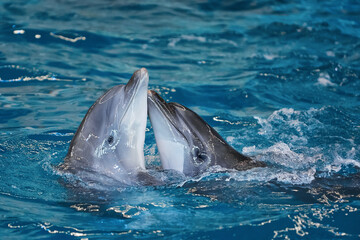 Fototapeta premium Dolphins swim in the pool of the dolphinarium